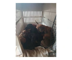 6 Hound mix puppies for sale - 5
