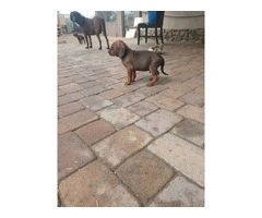 6 Hound mix puppies for sale - 6