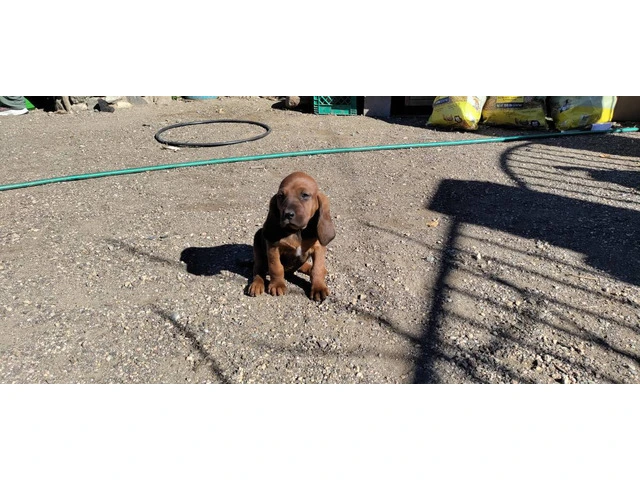 6 Hound mix puppies for sale - 7/9