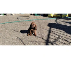 6 Hound mix puppies for sale - 7