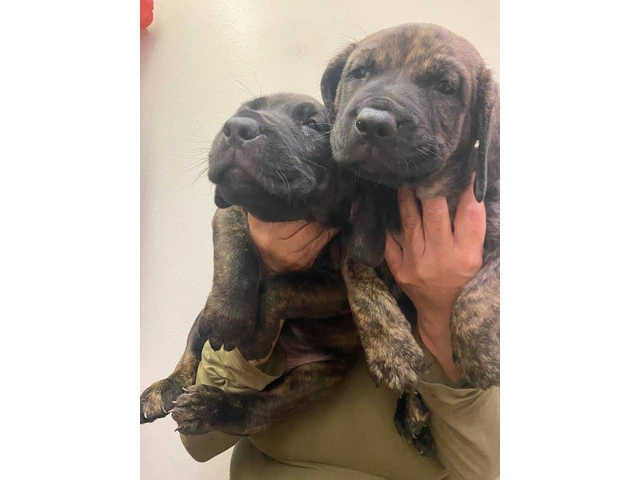 2F Italian mastiff puppies for sale - 1/11