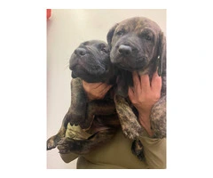 2F Italian mastiff puppies for sale