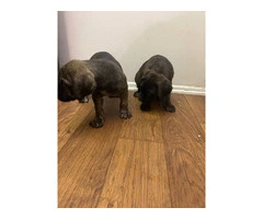 2F Italian mastiff puppies for sale - 2