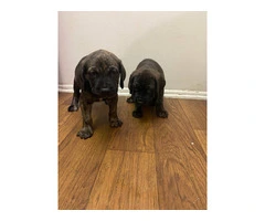 2F Italian mastiff puppies for sale - 4