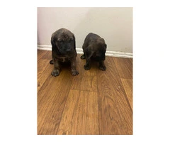 2F Italian mastiff puppies for sale - 7