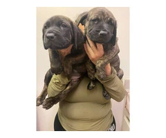 2F Italian mastiff puppies for sale - 8