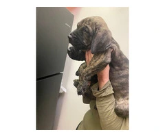 2F Italian mastiff puppies for sale - 9