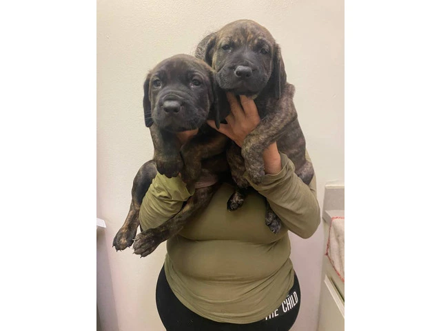 2F Italian mastiff puppies for sale - 11/11