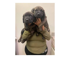 2F Italian mastiff puppies for sale - 11