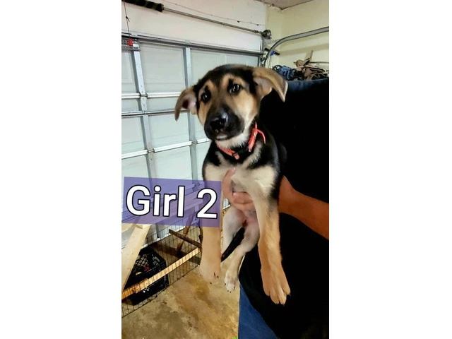 Family raised German Shepherd puppies for adoption - 3/13