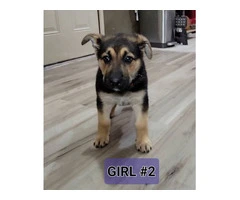 Family raised German Shepherd puppies for adoption - 4