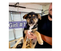 Family raised German Shepherd puppies for adoption - 5