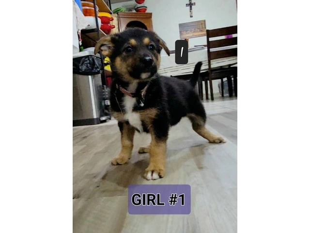 Family raised German Shepherd puppies for adoption - 6/13