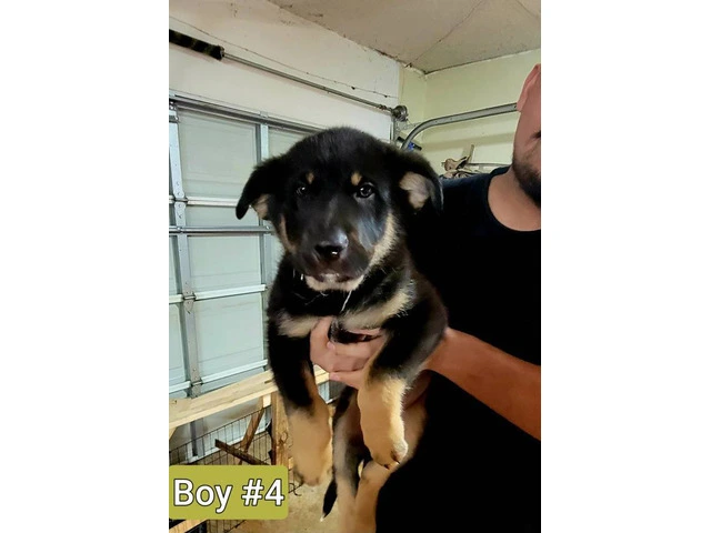 Family raised German Shepherd puppies for adoption - 7/13