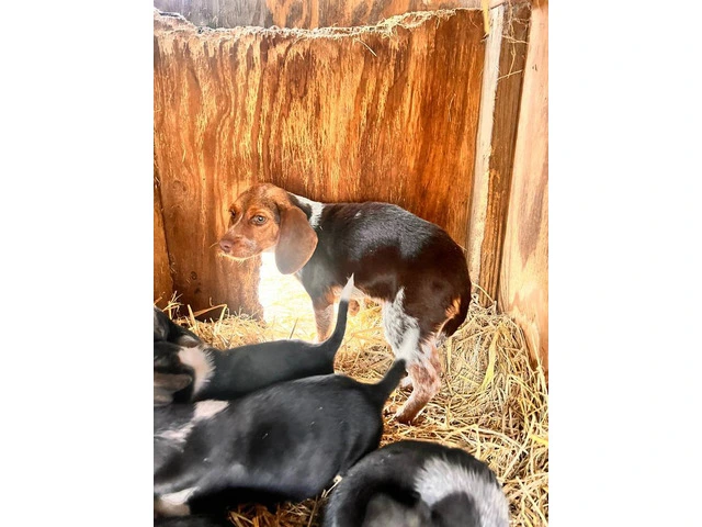 Beagle puppies - 1/6