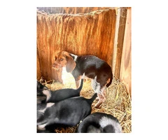 Beagle puppies - 1