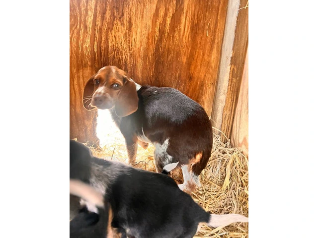 Beagle puppies - 2/6