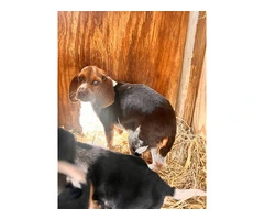 Beagle puppies - 2