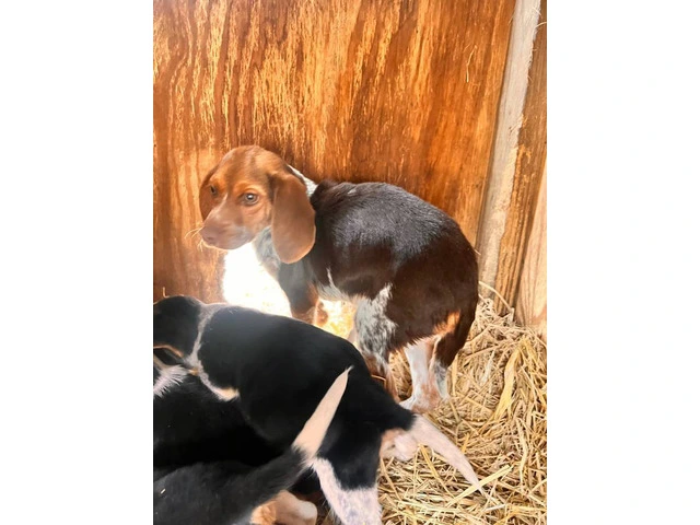 Beagle puppies - 3/6