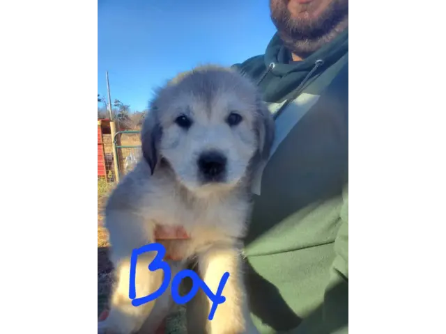 Great Pyrenees mix puppies - 1/5