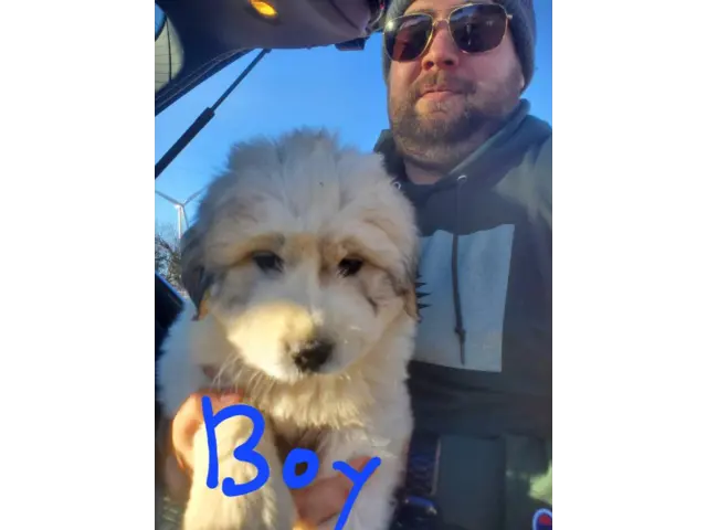 Great Pyrenees mix puppies - 2/5