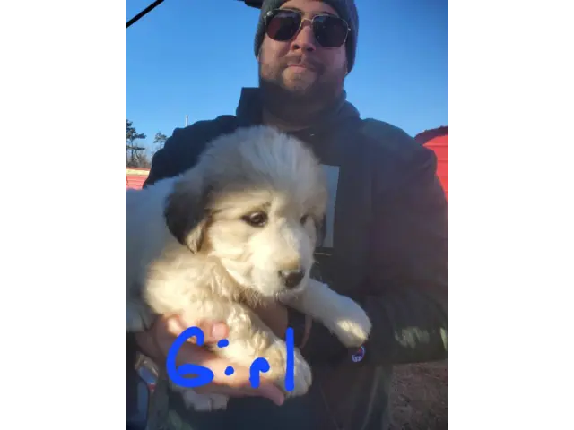 Great Pyrenees mix puppies - 4/5