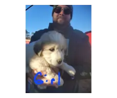 Great Pyrenees mix puppies - 4