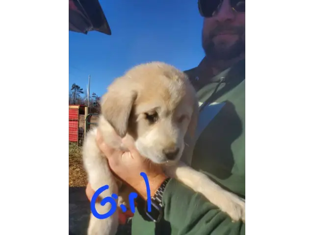 Great Pyrenees mix puppies - 5/5