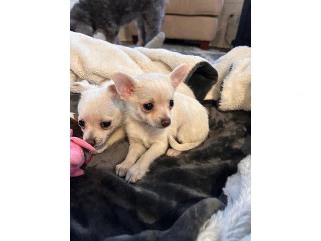 2 female Pomchi puppies for sale - 4/4