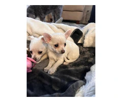 2 female Pomchi puppies for sale - 4