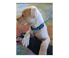 9 weeks old Labrador Pitbull puppy - 3