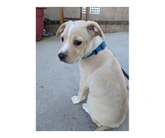 9 weeks old Labrador Pitbull puppy - 4
