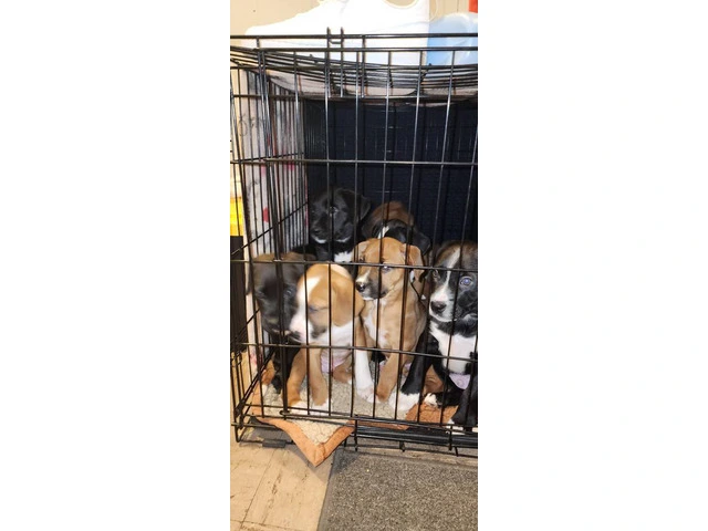 Boxador puppies need loving homes - 2/9