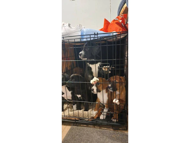 Boxador puppies need loving homes - 3/9