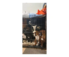 Boxador puppies need loving homes - 3