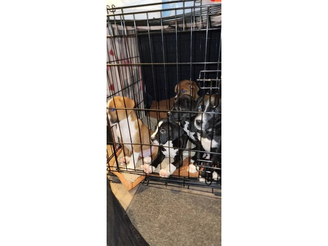 Boxador puppies need loving homes - 4/9