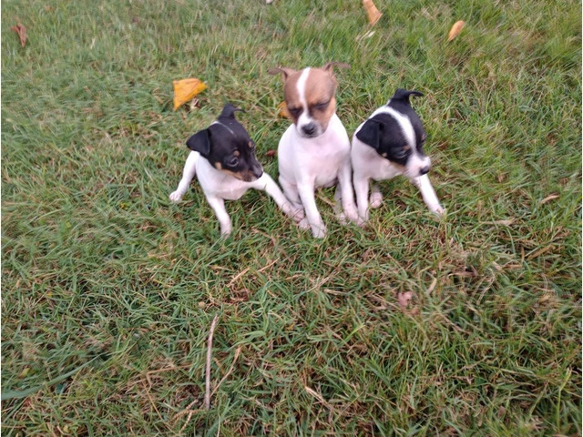 2 female Toy Fox Terrier puppies available - 1/10
