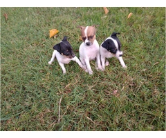 2 female Toy Fox Terrier puppies available - 1