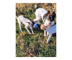 2 female Toy Fox Terrier puppies available - 2