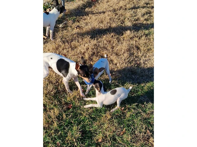 2 female Toy Fox Terrier puppies available - 3/10