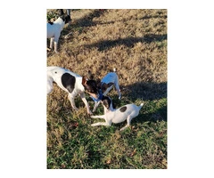 2 female Toy Fox Terrier puppies available - 3
