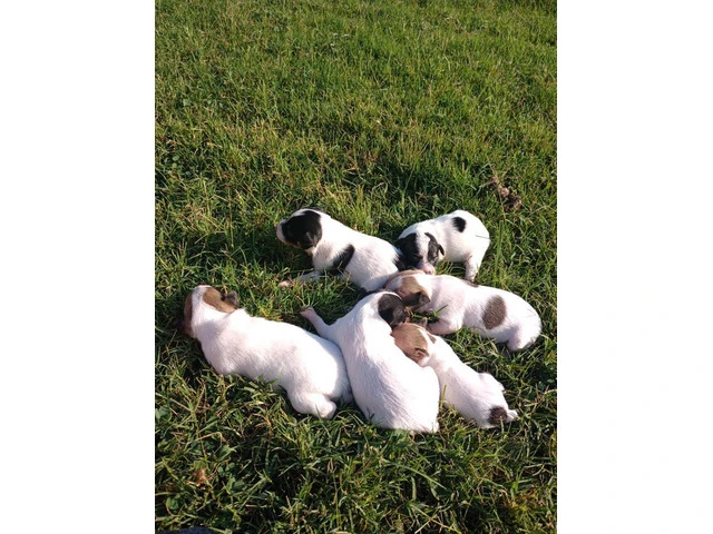 2 female Toy Fox Terrier puppies available - 4/10