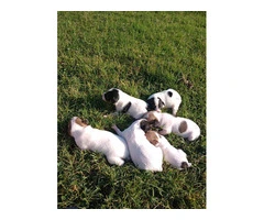 2 female Toy Fox Terrier puppies available - 4