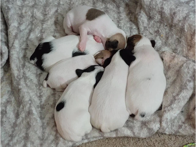 2 female Toy Fox Terrier puppies available - 7/10