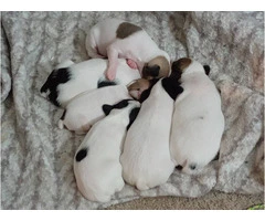 2 female Toy Fox Terrier puppies available - 7