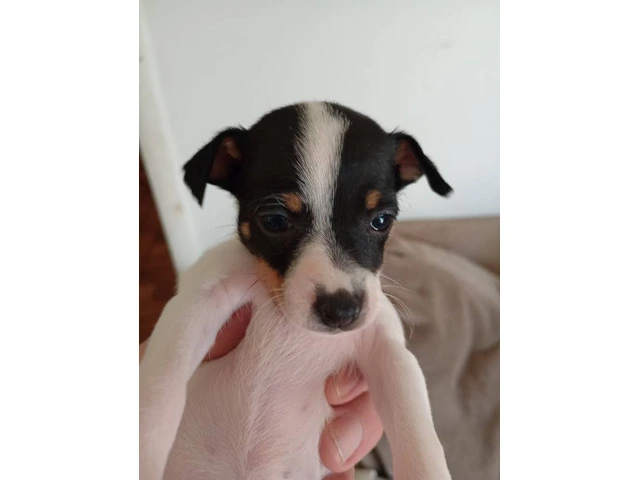 2 female Toy Fox Terrier puppies available - 8/10
