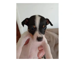 2 female Toy Fox Terrier puppies available - 8