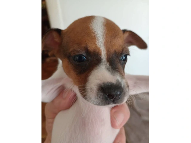 2 female Toy Fox Terrier puppies available - 9/10