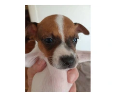 2 female Toy Fox Terrier puppies available - 9