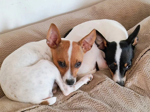 2 female Toy Fox Terrier puppies available - 10/10